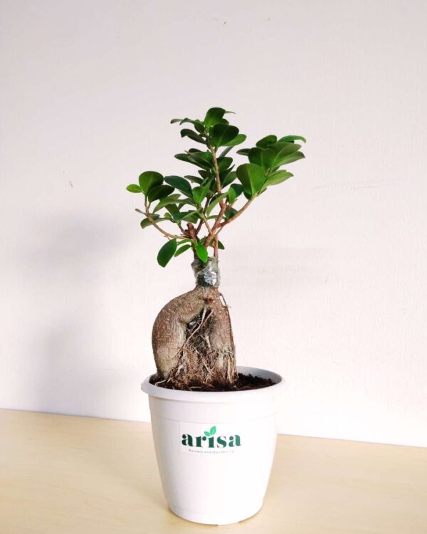 Ficus Bonsai White 4.5wp 2