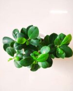 Ficus Bonsai White 4.5wp 3