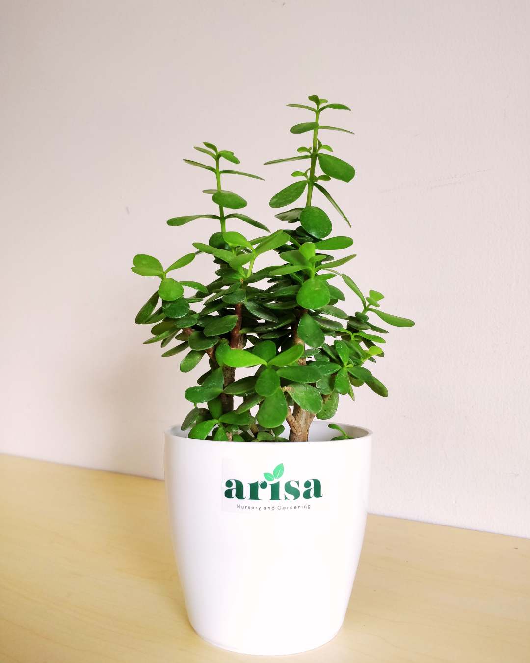 Jade Plant white 4.5wp 1 Jade Plant white 4.5wp 1