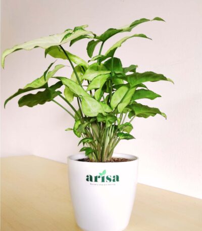 Syngonium Snow White 4.5wp 1