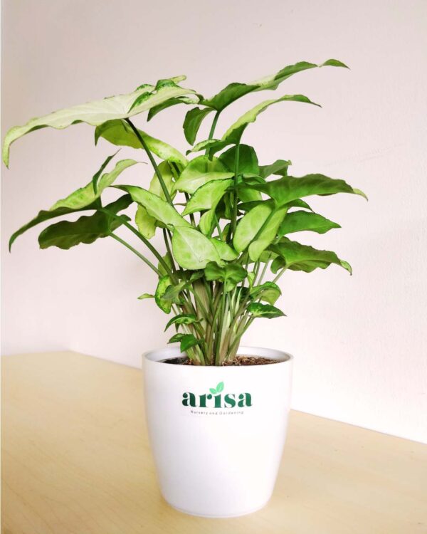 Syngonium Snow White 4.5wp 1